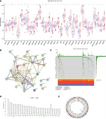 Molecular characteristics, clinical significance, and cancer immune interactions of cuproptosis and ferroptosis-associated genes in colorectal cancer